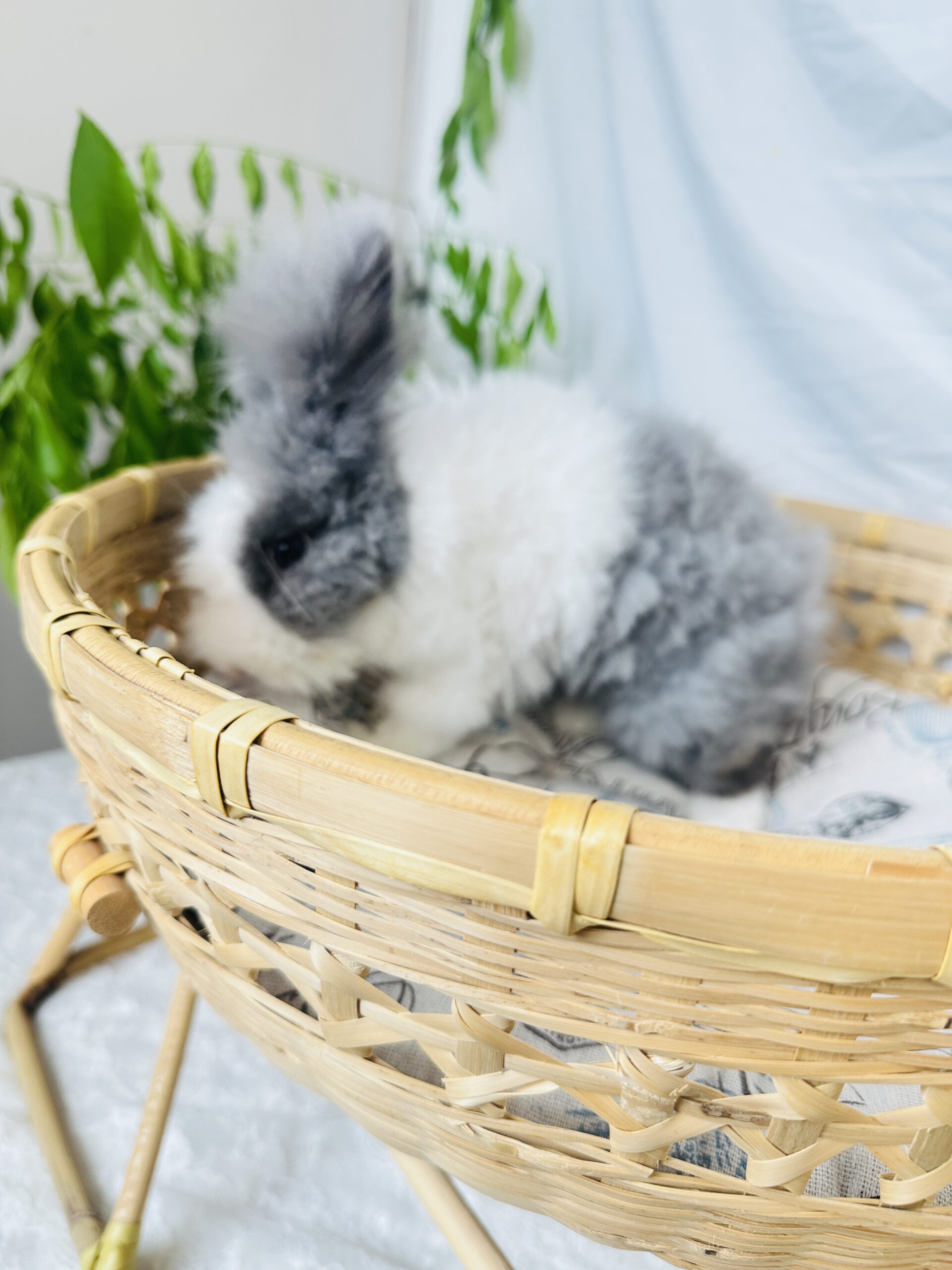 Bamboo woven openwork cat rocking bed - Image 4
